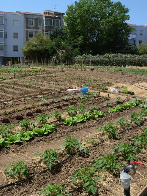 Nuova vita con la terra 
