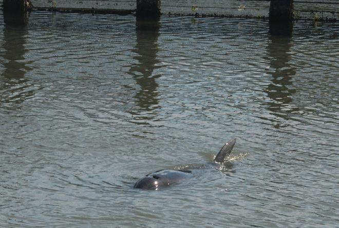 “Sfrattato” il delfino: per i pescatori danni per 150mila euro