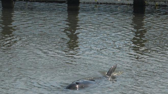 “Sfrattato” il delfino: per i pescatori danni per 150mila euro