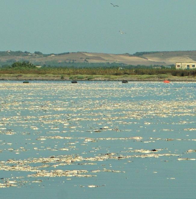 Improvvisa moria di pesci: indagini della Capitaneria