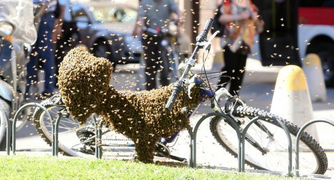 L'ape regina si sposta in città e sceglie una bici per fare l'alveare 
