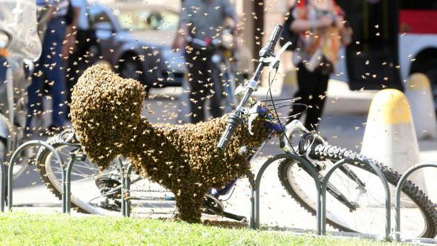 L'ape regina si sposta in città e sceglie una bici per fare l'alveare