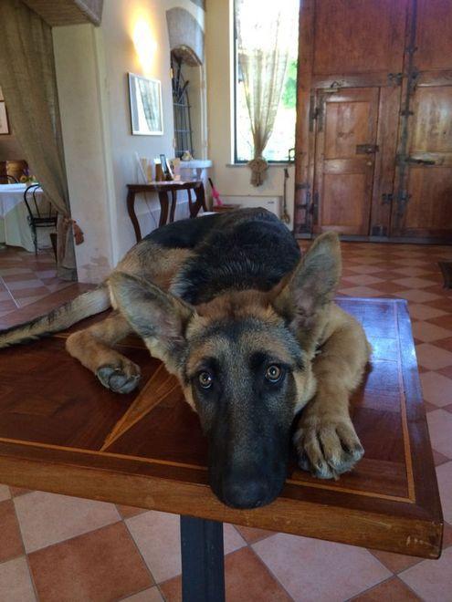 Cuba è stata smarrita a Sesso, i proprietari la cercano 