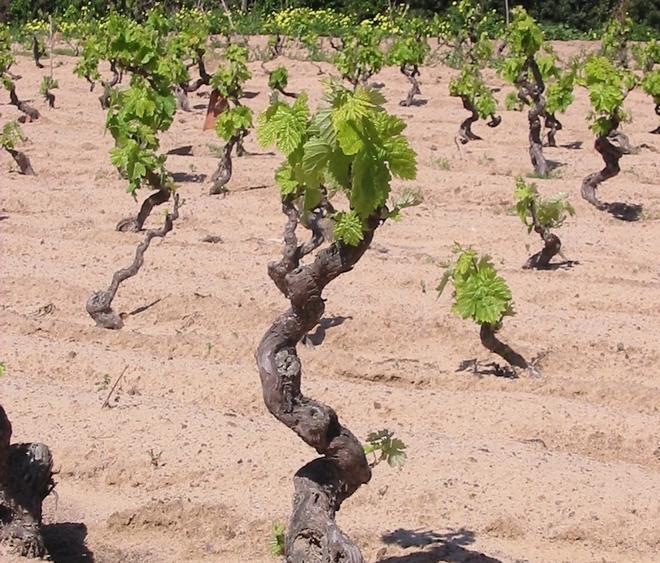 Usini, incontro con Laore sulla potatura della vite