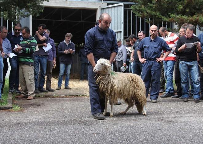 Arieti selezionati: successo dell’asta alla fiera di Macomer 