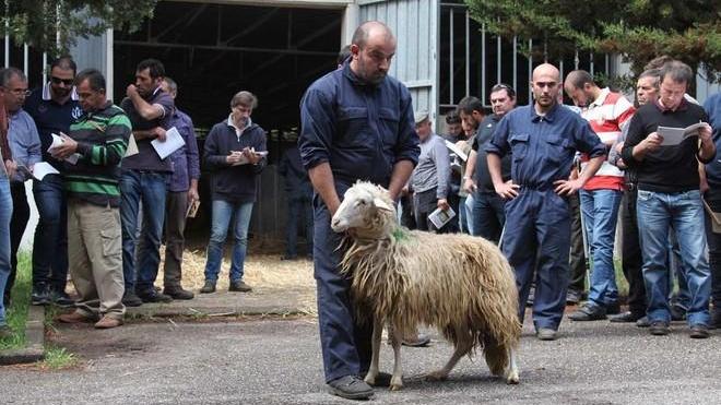 Arieti selezionati: successo dell’asta alla fiera di Macomer