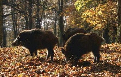 Caccia al cinghiale, meglio la “rotazione” 