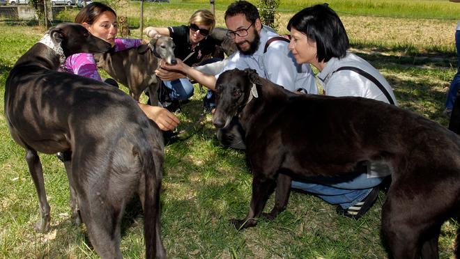 Modena, la nuova vita dei levrieri salvati dallo sfruttamento - FOTOGALLERIA - VIDEO