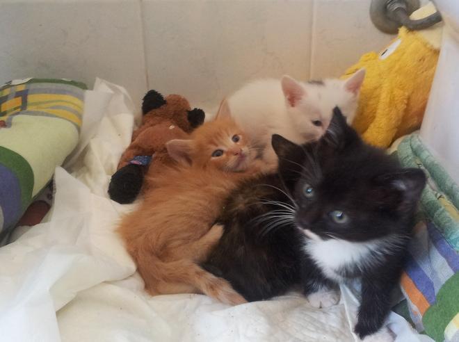 Mici abbandonati, pessima usanza 