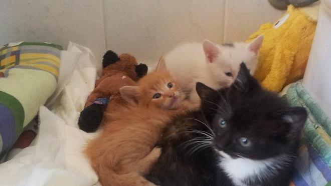 Mici abbandonati, pessima usanza