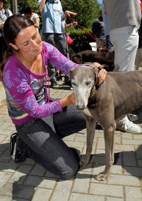 Domenica in città il raduno nazionale dei levrieri adottati 