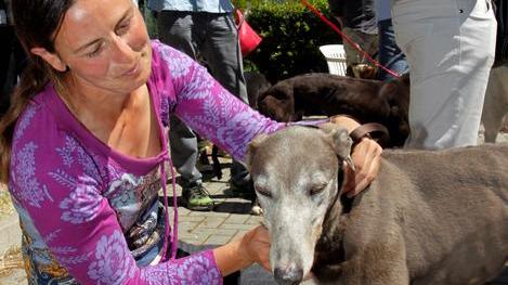 Domenica in città il raduno nazionale dei levrieri adottati