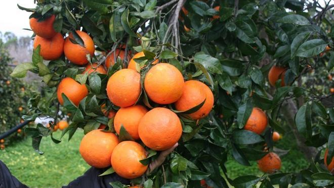 Tiro all’arancia, due giorni di torneo con regole di ferro