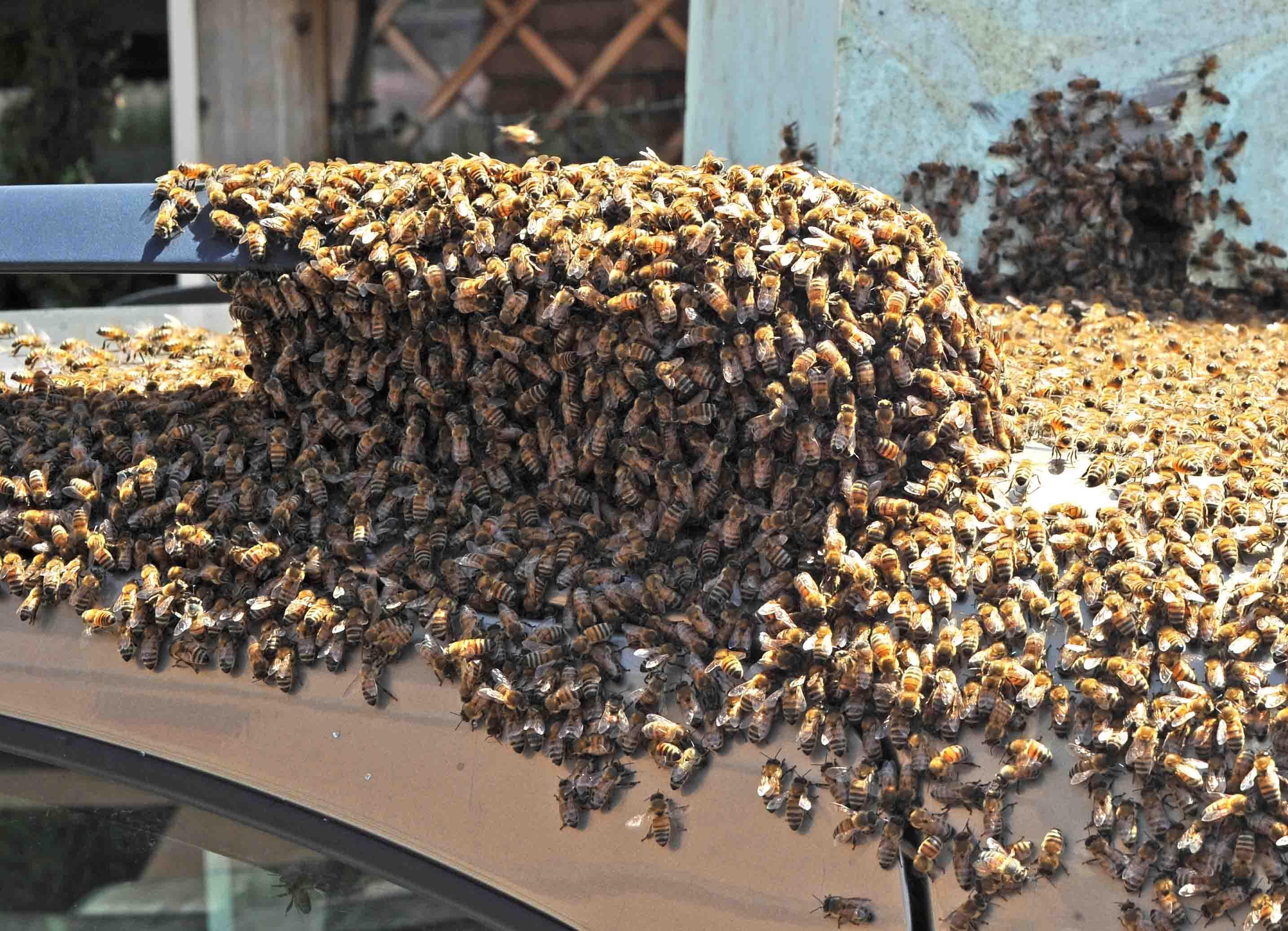 FOTO / Sciame d’api s’impossessa di... un’auto 