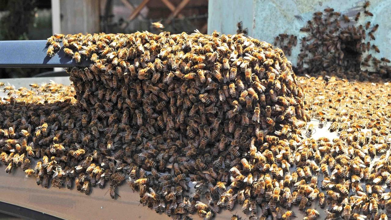 FOTO / Sciame d’api s’impossessa di... un’auto