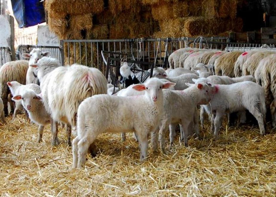 Pastori sardi, Pac generosa 7 milioni in più all’anno 