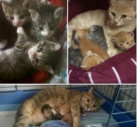 Torna l’emergenza cucciolate L’Enpa cerca mamme umane 