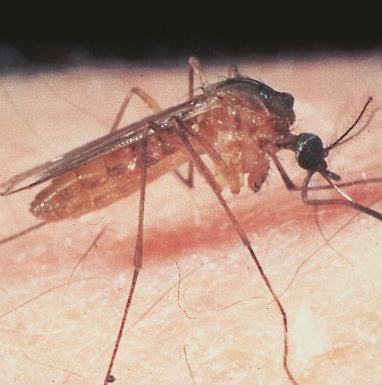 Come prevenire la febbre del Nilo 