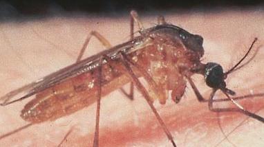 Come prevenire la febbre del Nilo