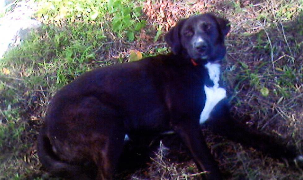 Cane ucciso, il pm chiede 1 anno 