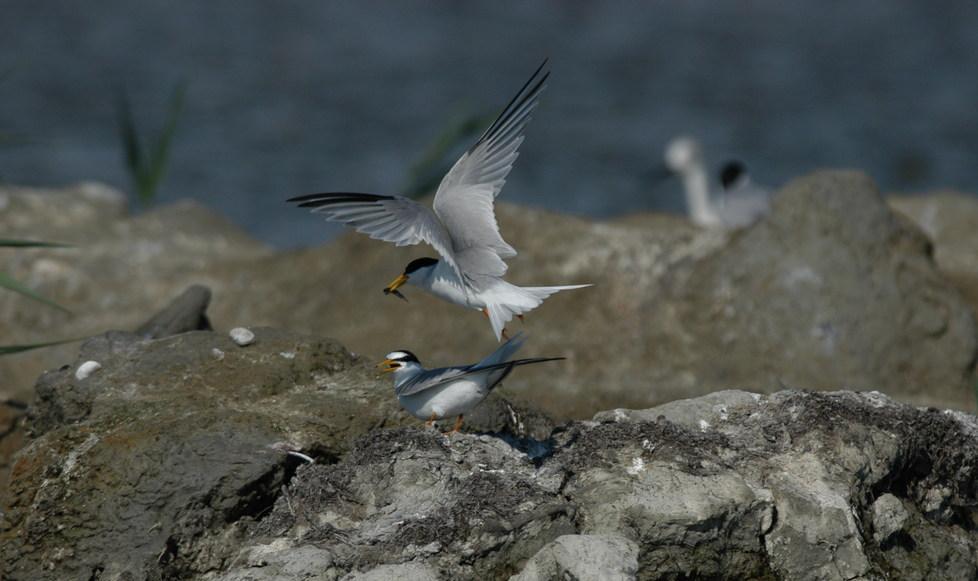 A Gorino arrivate speci animali protette