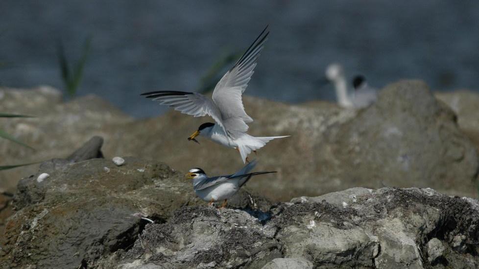 A Gorino arrivate speci animali protette
