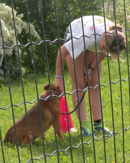 Un progetto al canile contro la dispersione scolastica