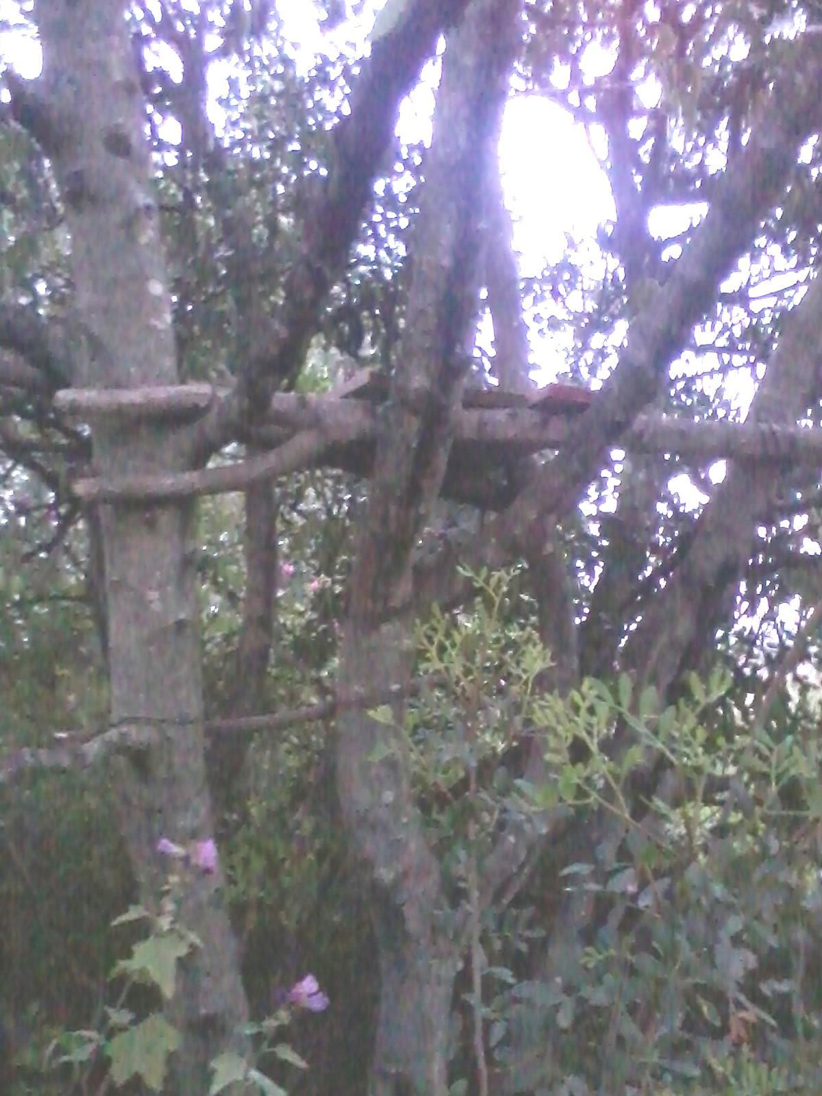 Bracconiere con casa sull’albero per sparare a cervi e cinghiali 