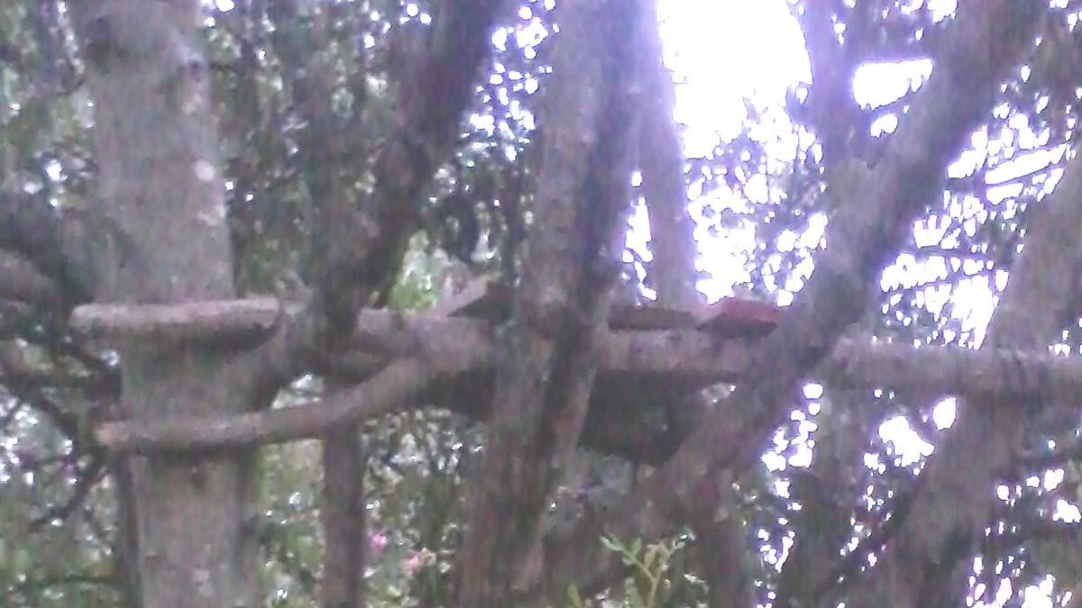 Bracconiere con casa sull’albero per sparare a cervi e cinghiali 