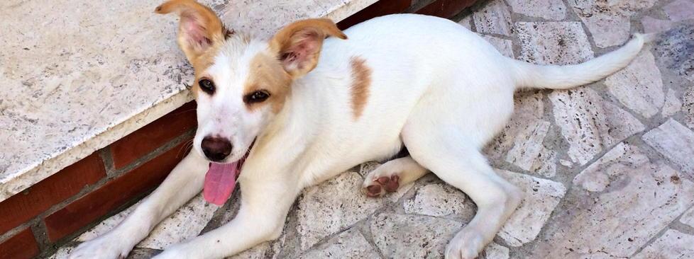 Cucciola cerca l’amico del cuore