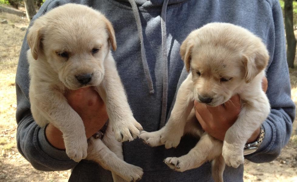 Salvi due cuccioli abbandonati in campagna, ora cercano una casa e una famiglia