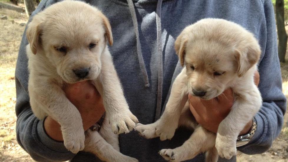 Salvi due cuccioli abbandonati in campagna, ora cercano una casa e una famiglia