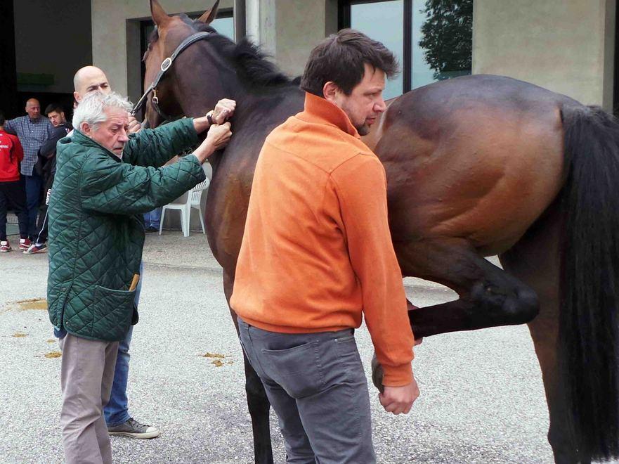 I controlli dei cavalli in gara