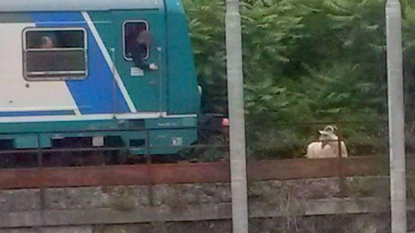 Caprone sui binari blocca due treni