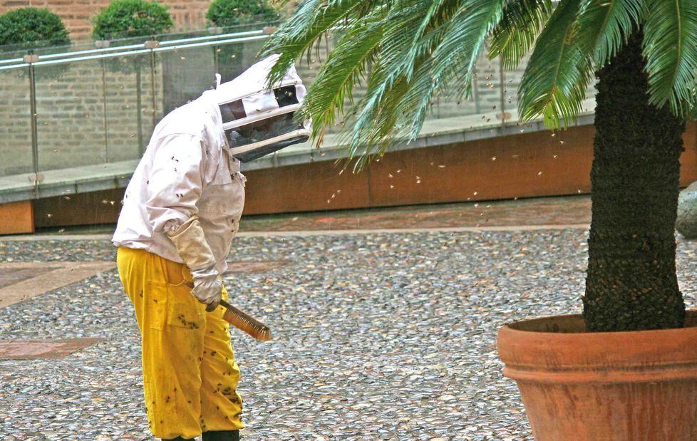 Castello chiuso causa alveare Tecnici all’opera in cortile 