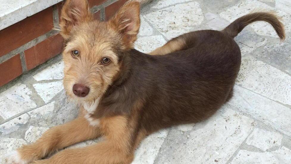 Furio il biondo cerca casa