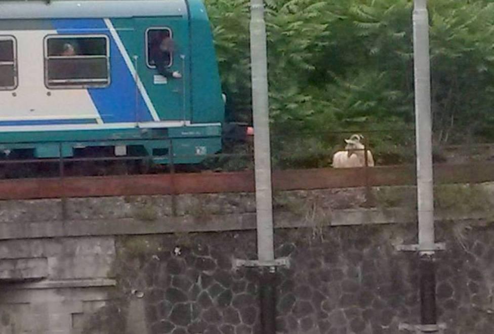 Caprone sui binari blocca due treni fra Aulla e Pontremoli