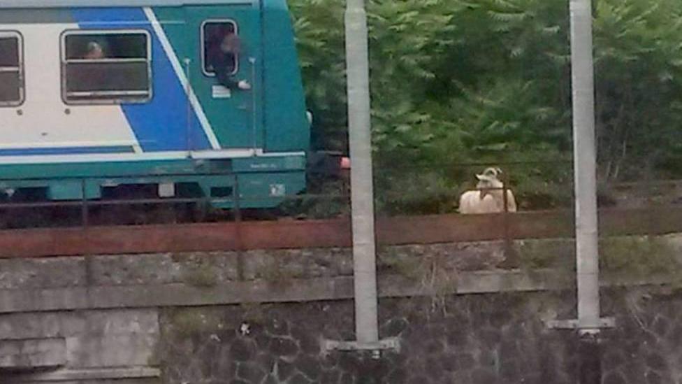 Caprone sui binari blocca due treni fra Aulla e Pontremoli