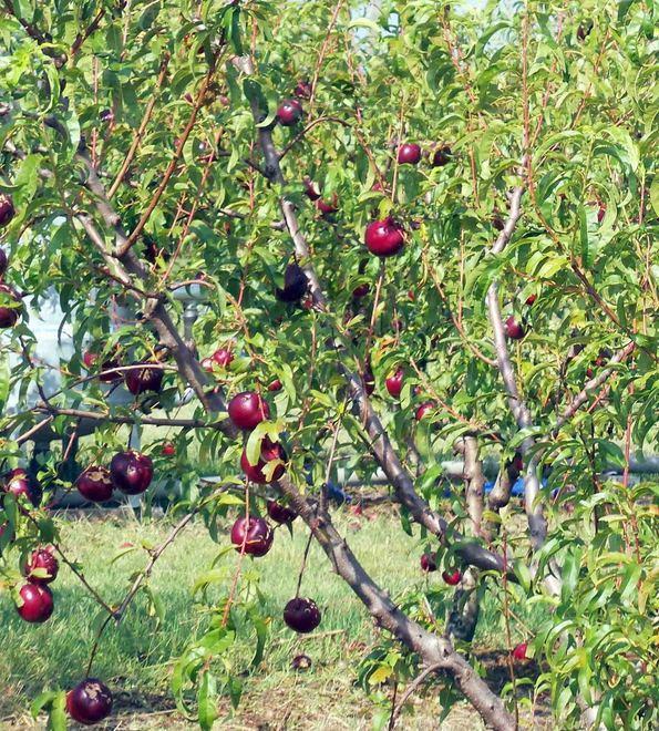 In costante aumento quest’anno le richieste di assicurare i campi 