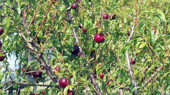 In costante aumento quest’anno le richieste di assicurare i campi