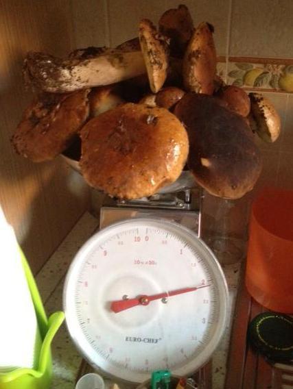 Funghi, via alla stagione: ecco le regole 
