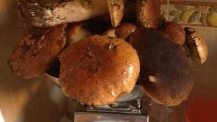 Funghi, via alla stagione: ecco le regole