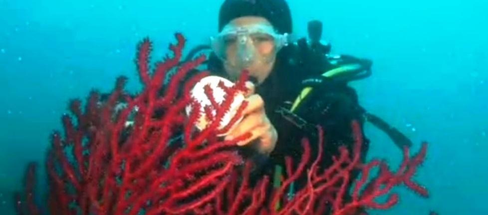 Gli scienziati studiano il corallo nel mare di Calafuria 