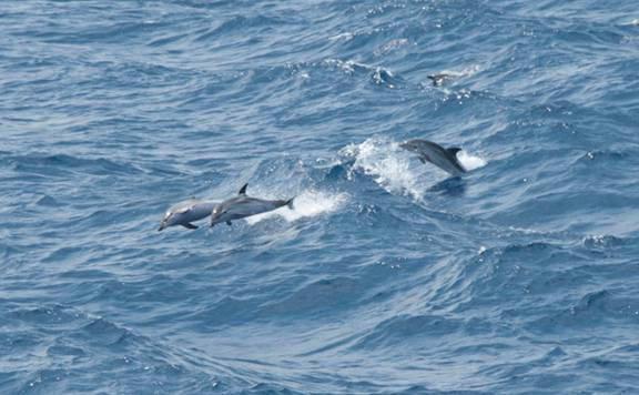 Concordia a Genova, nelle relazioni il rischio cetacei 