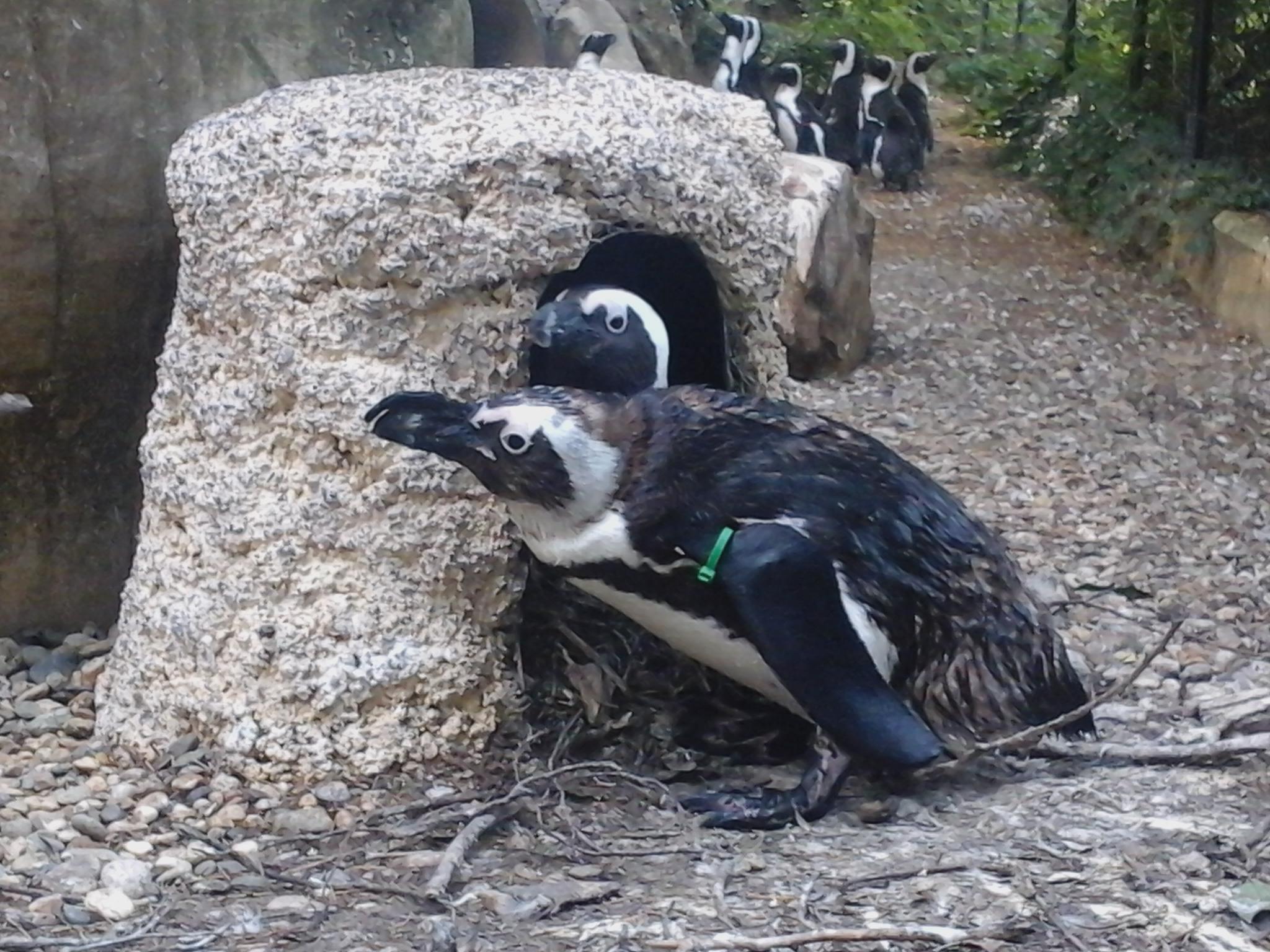Pinguino sudafricano nato in cattività allo zoo di Pistoia 