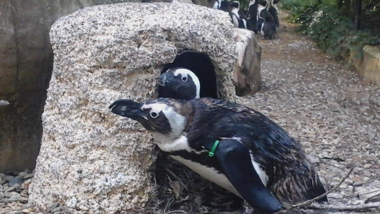 Pinguino sudafricano nato in cattività allo zoo di Pistoia