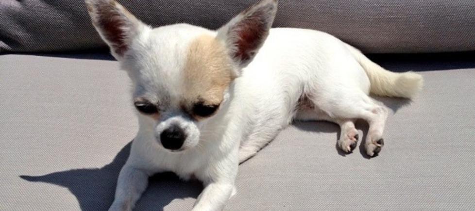 Ladri entrano in casa e si portano via il cane 