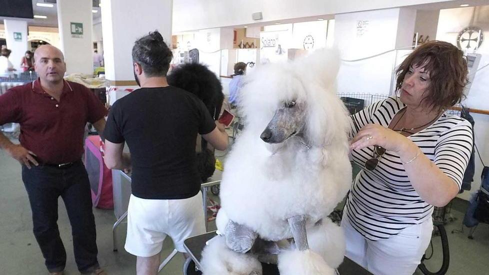 Duemila cani in mostra nel verde di San Rossore