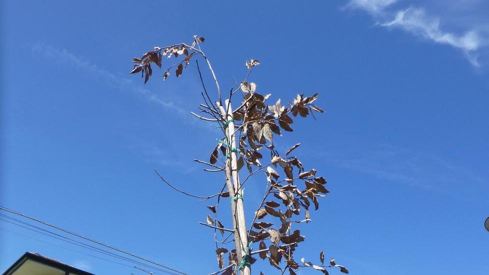 Frediani: «La flora di Marina è in lutto per i lecci»