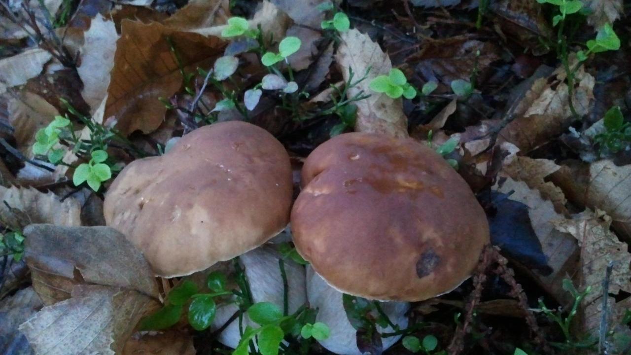 Raccolta funghi: varato il nuovo regolamento